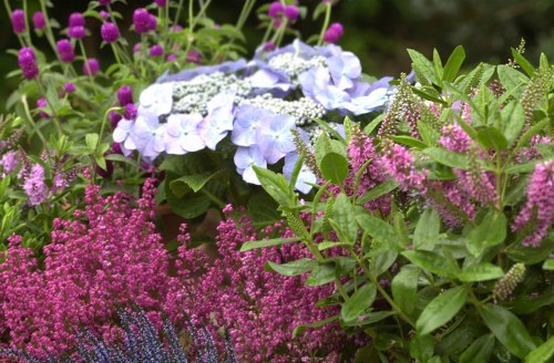 Variety of flowers for different occasions